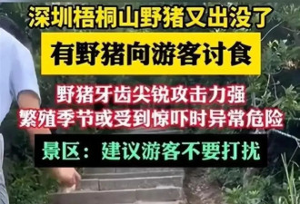 数十头野猪拖家带口乞讨为生！慈眉善目 网友惊呆