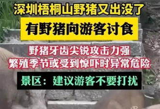 数十头野猪拖家带口乞讨为生！慈眉善目 网友惊呆