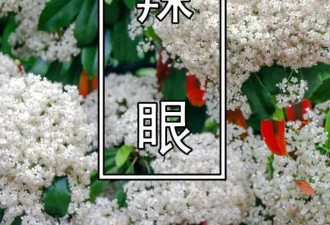 散发汉子味的“淫树”，为何深受大学喜爱