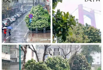 散发汉子味的“淫树”，为何深受大学喜爱