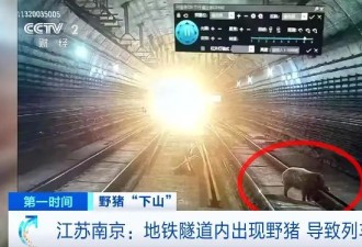 野猪晚高峰闯入地铁隧道？官方回应来了！