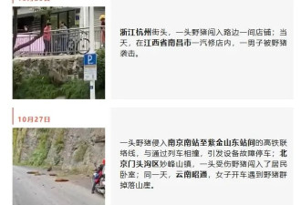 野猪晚高峰闯入地铁隧道？官方回应来了！