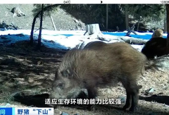 野猪晚高峰闯入地铁隧道？官方回应来了！