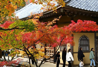日本滋贺县神崎郡秋冬之际 民众永源寺欣赏红叶