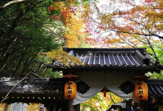 日本滋贺县神崎郡秋冬之际 民众永源寺欣赏红叶