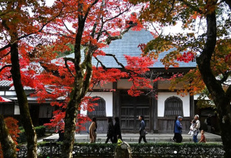 日本滋贺县神崎郡秋冬之际 民众永源寺欣赏红叶