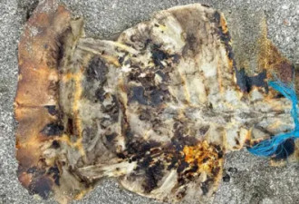 惊恐：数十人吃海龟肉3死 连猫、狗和鸡也已死