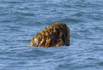 虎鲸圈再次流行“鲑鱼帽”！头顶死鱼到处逛