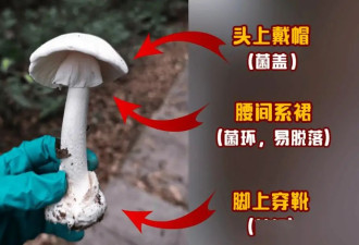 山野徒步 遇到这些可千万不要乱采乱吃