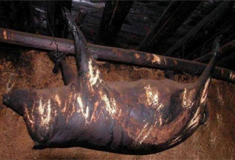 在房梁上挂50多年 发黑发臭的四川臭猪肉能吃吗