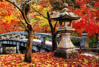 上海出发2h可达 日本高性价比的治愈赏枫路线