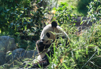 20年超8000万美元 美国付的熊猫租借费“去哪了”