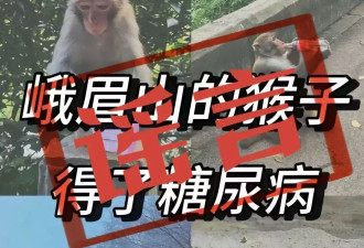 峨眉山猴子85%有糖尿病？官方：不可能