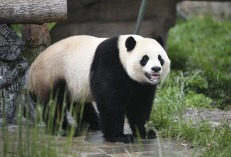 美国租熊猫付保育费 8600万美元遭中国挪用