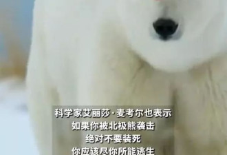 加拿大男子为护妻与北极熊搏斗受重伤,邻居开枪解围