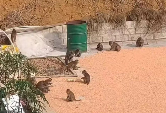 "打包"香蕉，偷食鸡蛋，猕猴与人的"邻里纠纷"