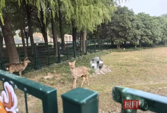 上海交大回应校内小鹿死亡：初步判断被貉咬过