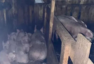 惊悚！美少女被猪围攻啃食身亡，尸检揭恐怖真相