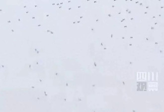 泉州烟花秀无人机下饺子式坠落 多位明星现场目睹