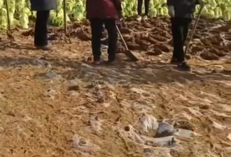 “朝种夕收” 江苏农民种成熟白菜骗国家补贴?