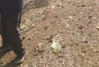 “朝种夕收” 江苏农民种成熟白菜骗国家补贴?