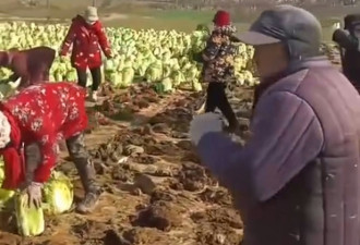 “朝种夕收” 江苏农民种成熟白菜骗国家补贴?