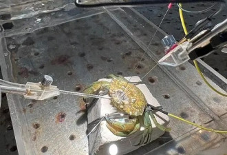 它们真的会痛！活煮螃蟹等同虐待
