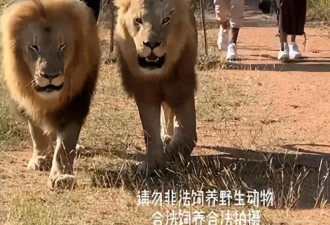 非洲“土皇帝”王垚：生活奢靡美女环绕，把非洲狮子当成宠物喂养