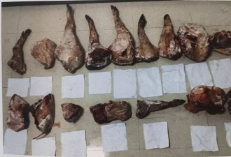 “狗杀的为何也算我头上？”男子驯养烈犬围猎保护动物获刑