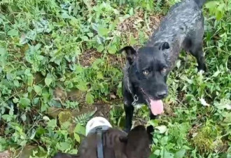 “狗杀的为何也算我头上？”男子驯养烈犬围猎保护动物获刑