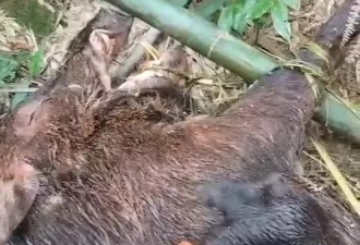 “狗杀的为何也算我头上？”男子驯养烈犬围猎保护动物获刑
