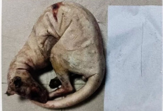 “狗杀的为何也算我头上？”男子驯养烈犬围猎保护动物获刑