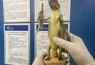 北京首都机场行李箱查获鳄鱼 海关提醒