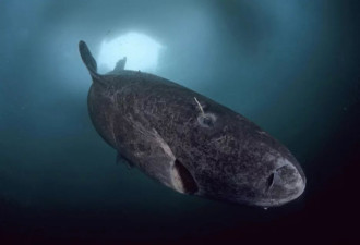 深海生物为什么可以活几个世纪？科学家揭秘其基因构成