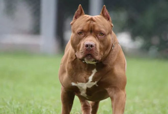 26岁男被自己养的3只恶霸犬咬死,旁观者救人也重伤
