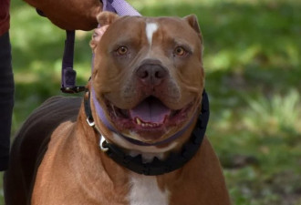 加州男饲主带宠物散步 惨遭自家3恶霸犬活活咬死