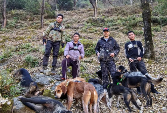 揭秘野猪猎捕队：“职业猎人”月薪过万....