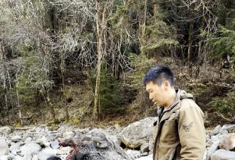 揭秘野猪猎捕队：“职业猎人”月薪过万....
