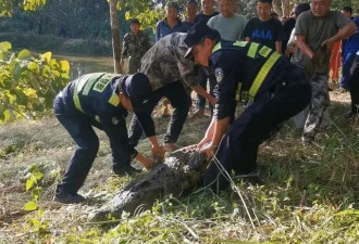 云南310斤鳄鱼铁笼脱逃后被击毙，村民：它跑不快
