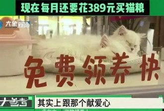 女子领养猫深陷“猫贷”纠纷,猫病死后每月仍要花389
