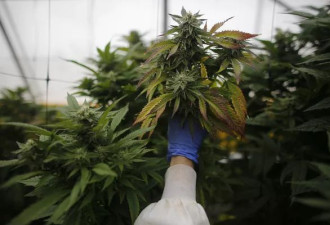 “蝙蝠便便”种大麻！美2男肺部感染痛苦亡