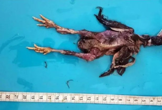 活吞20公分小鸡求子 不孕男自己先死了