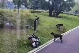 母女在公园遭四条大型犬撕咬，住院半个月