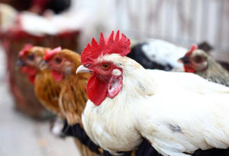 鸡肉致癌？牛津大学研究结论是…