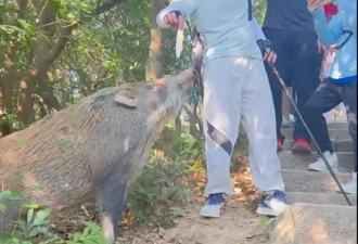 深圳梧桐山有游客徒手投喂野猪，管理处回应