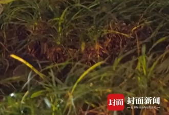 流浪猫被箭射穿身体，多人曾目睹有人射杀小动物