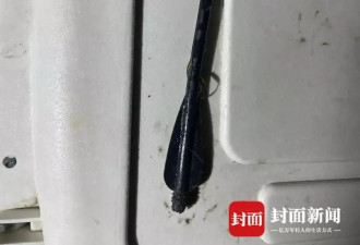 流浪猫被箭射穿身体，多人曾目睹有人射杀小动物