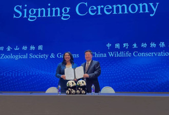 熊猫外交还是熊猫诱饵?中国对美国地方政府展开魅力攻势