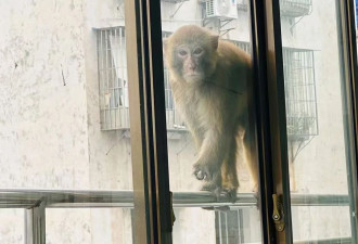 受伤野生猕猴闯进幼儿园：疑与猴群打架左臂受伤