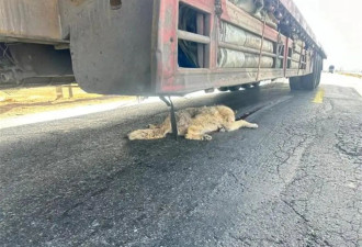 “可可西里网红狼”被大货车压死？投喂惹的祸